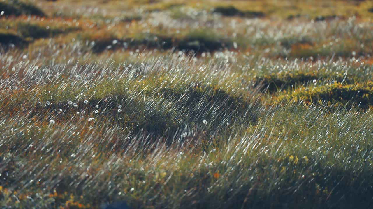 la alta hierba verde se balancea en el viento