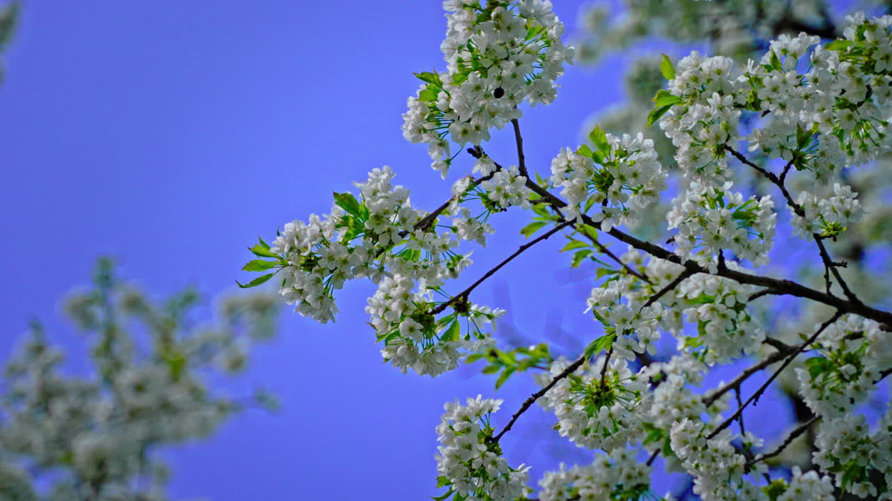 Ramo di ciliegio in piena fioritura nel giardino. Petali di fiori bianchi con api che li impollinano contro un cielo blu