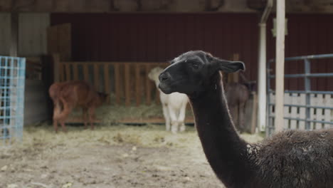 Black-alpaca-in-the-courtyard-of-the-stall,-white-alpacas-walking-in-the-background.