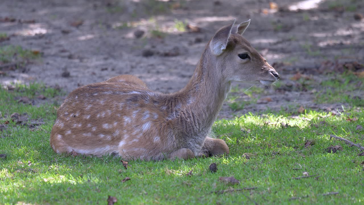 lindo ciervo bebé acostado en el campo de hierba y agitando las orejas - escuchando ruidos de la naturaleza - de cerca