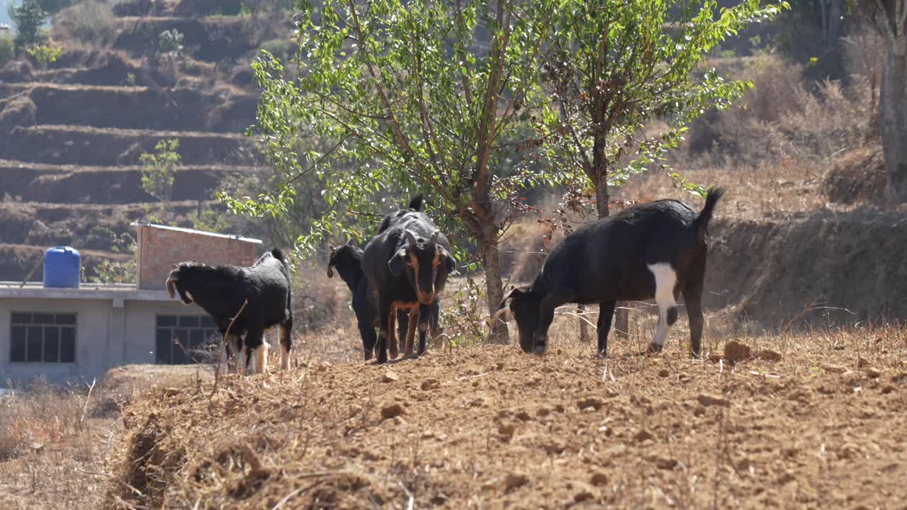 작은 염소  가 먹을 것 을 찾고 먼지 가득 한 땅 을 고 있다