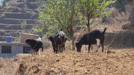 Eine-Kleine-Herde-Ziegen-Scharrt-Auf-Dem-Staubigen-Boden-Herum-Und-Sucht-Nach-Etwas-Essbarem