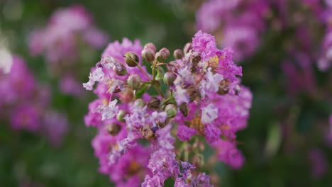 vídeo de primer plano de las flores púrpuras que florecen en el jardín