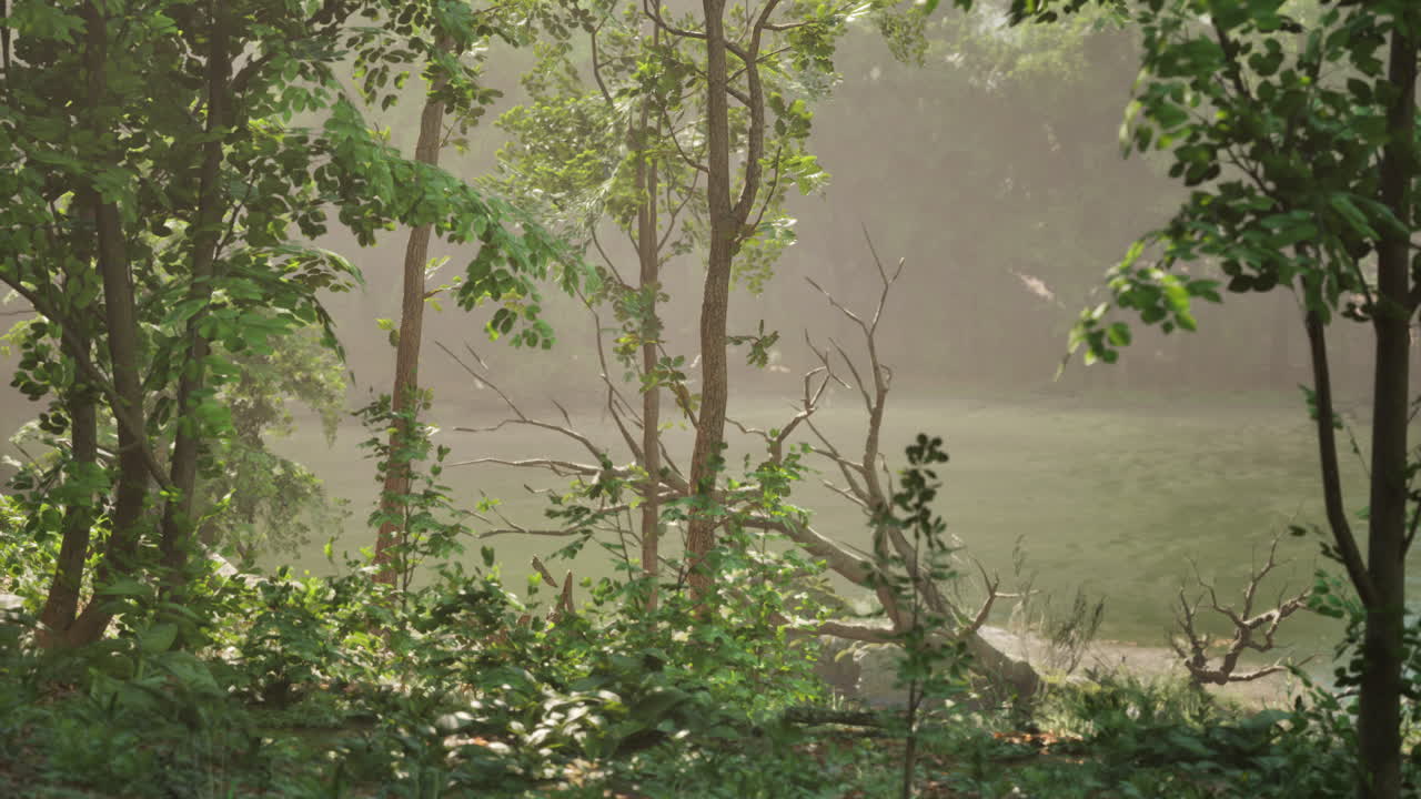 안개 와 초록색 나무 들 이 있는 조용 한 숲 장면