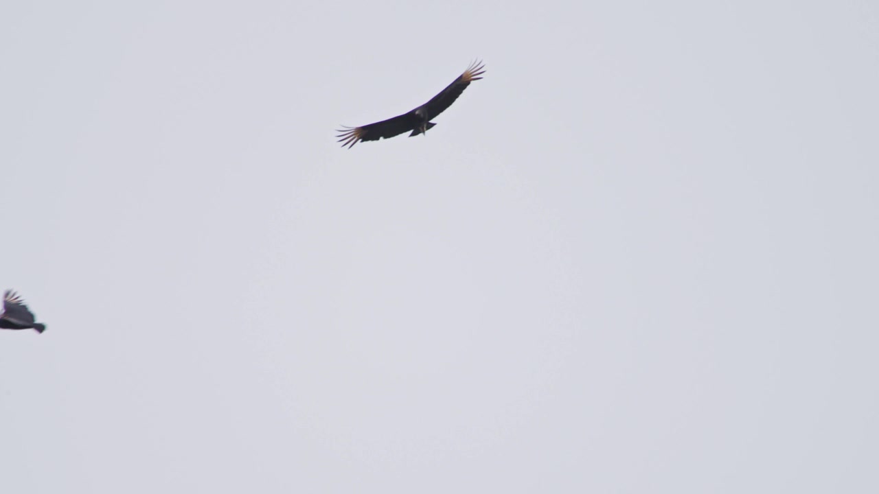 A bird flying high in the sky with a pale, overcast backdrop