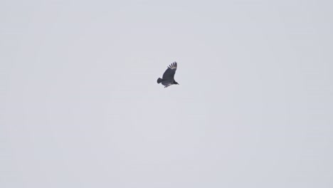 a bird flying high in the sky with a pale, overcast backdrop