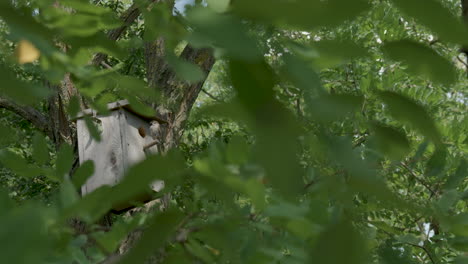 sparrow delivering food to chicks in a forest birdhouse