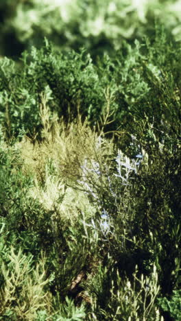 close-up of lush green foliage