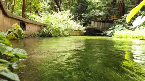 calm stream flows through lush vegetation in a tropical garden. shot begins with a zoom out motion revealing more of the scene