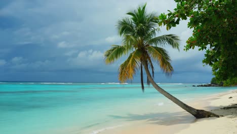 tranquil tropical beach featuring a leaning palm tree and sparkling turquoise water under a soft, cloudy sky, creating a serene and idyllic paradise perfect for relaxation