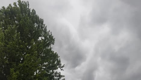 storm clouds stream past a lone tree