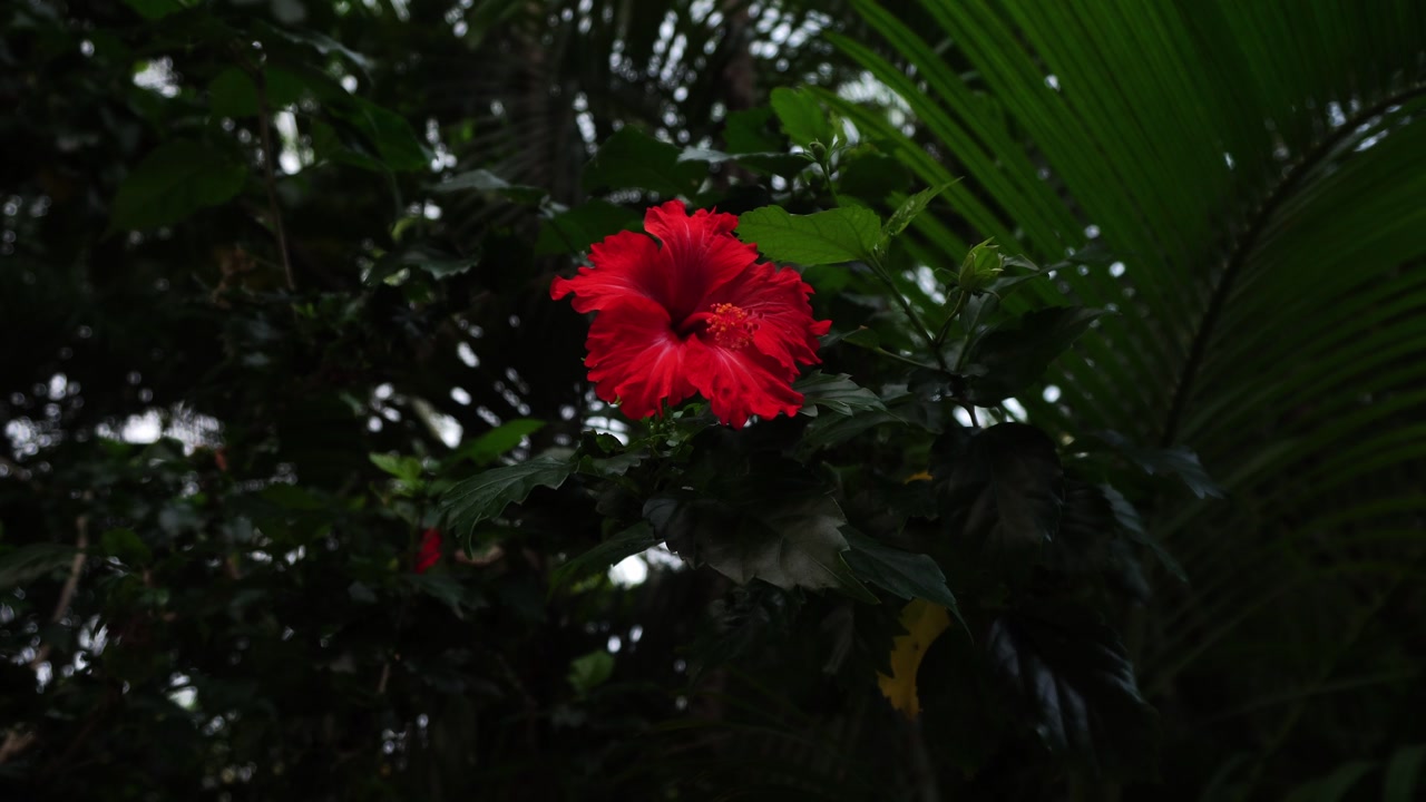 Vibrant red hibiscus flower in full bloom against a dark, underexposed tropical foliage background. Close-up shot emphasizing petal texture and yellow stamen in low-light garden setting.