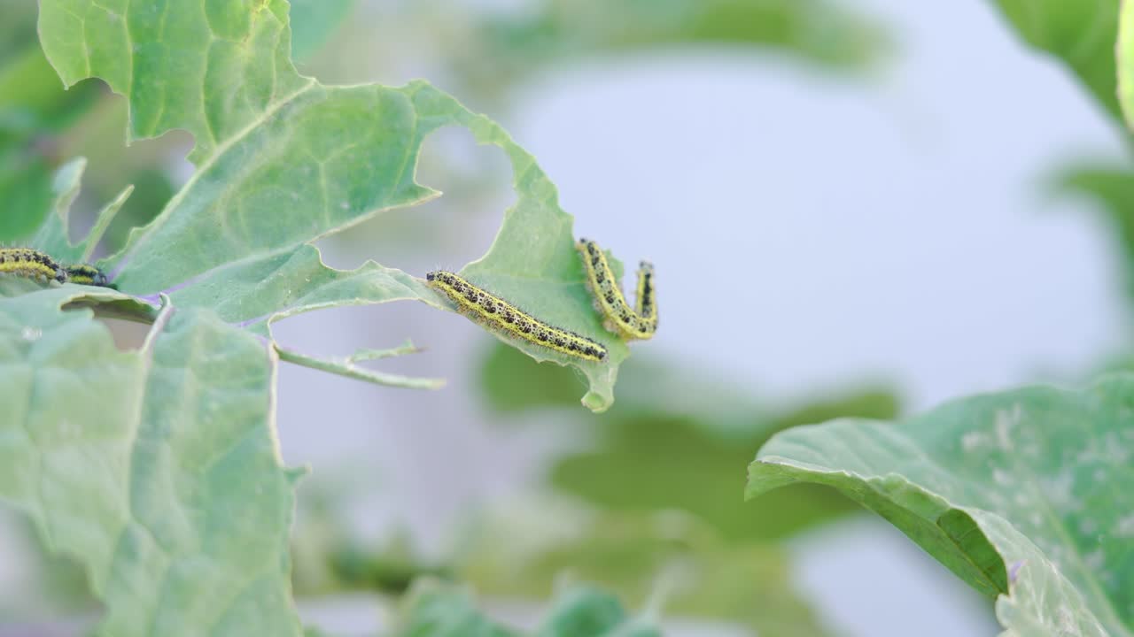 고추 잎에 있는 애벌레