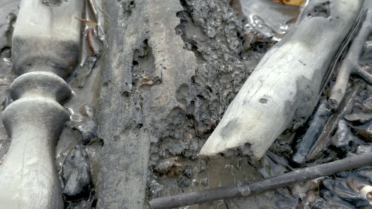 썰물 때 진흙 투성이의 늪 해변에서 음식을 먹는 아름다운 진흙 게