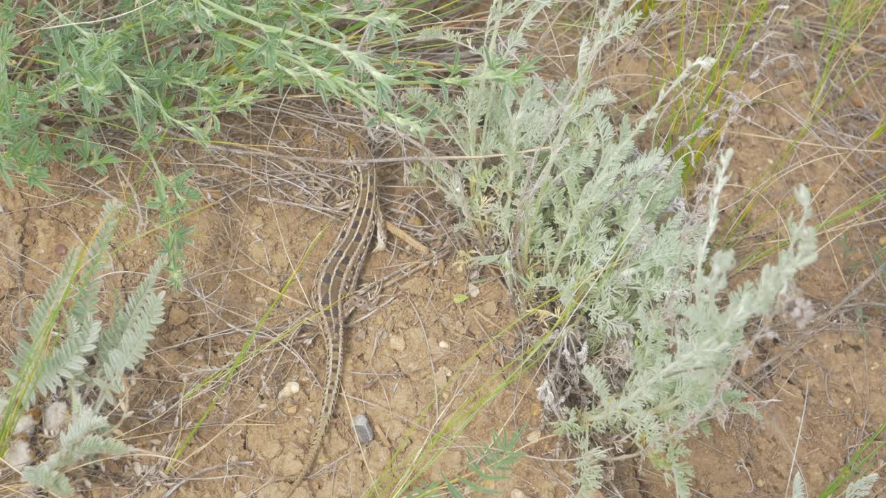 건조 한 풀 에 있는 도마