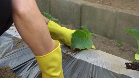 Woman-hands-planting-cucumber-seedlings-in-the-ground-covered-with-mulch-film-in-a-garden