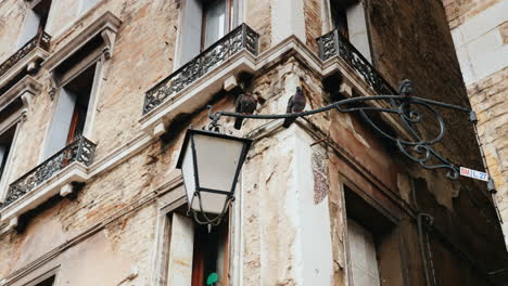 palomas en farola en venecia