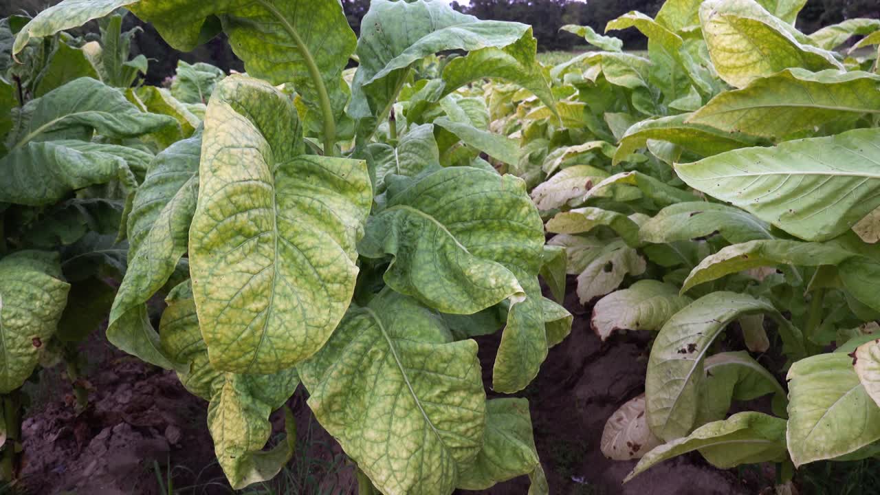 Tobacco growing in a field in southern Orange County, North Carolina. Fully grown and green, just starting to turn brown.