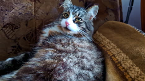 fluffy grey domestic cat grooms itself on patterned couch blanket
