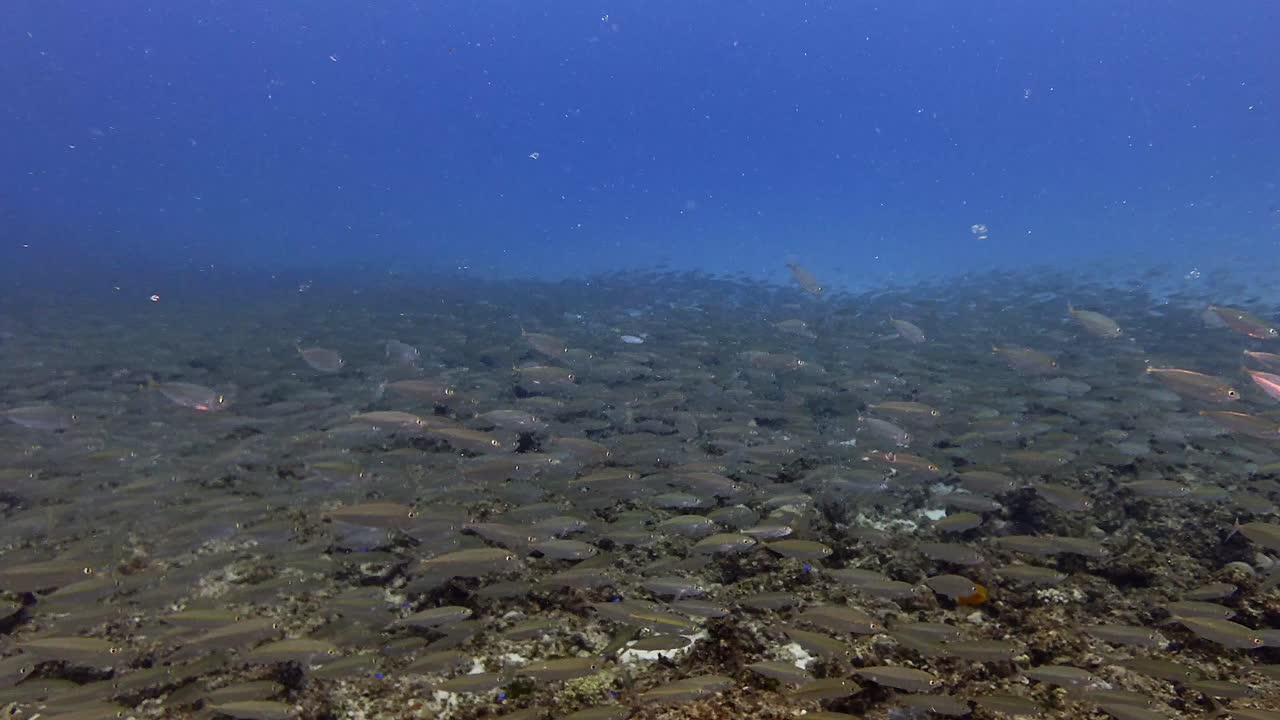 Scena subacquea di migliaia di piccoli pesci che formano una nuvola in movimento sopra una barriera corallina rocciosa a Mauritius, creando texture marine dinamiche e un movimento fluido.