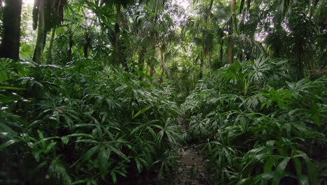 caminando por el sendero a través de una espesa y exuberante vegetación en la selva tropical pov