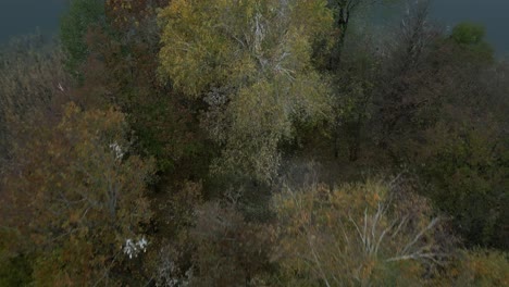 autumn colored treesin a forest on a island in poland
