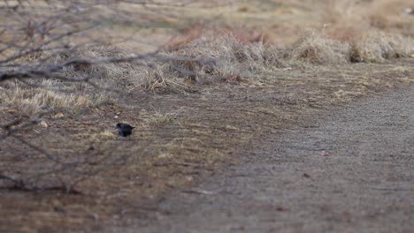 a redwing blackbird looks for seeds alone on a trail