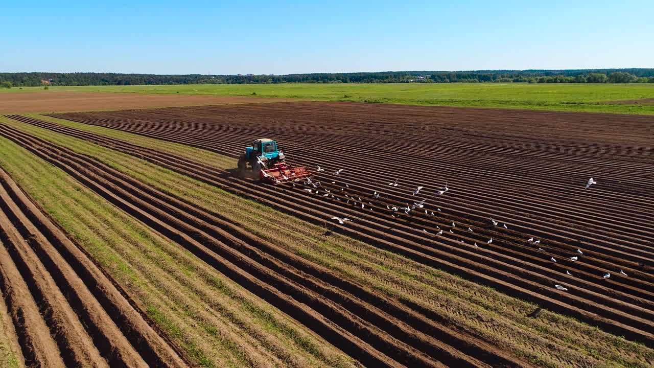 сельскохозяйственная работа на тракторе фермер сеет зерно. голодные птицы летают за трактором и едят зерно с пахотной земли.