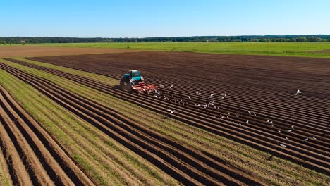 los pájaros hambrientos están volando detrás del tractor, y comen grano de la tierra cultivable.