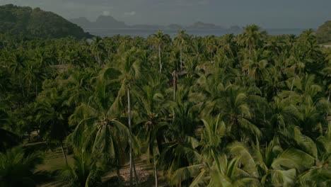 Vorwärtsluftaufnahme-Von-Palmen-An-Der-Küste-Einer-Insel-Auf-Den-Philippinen