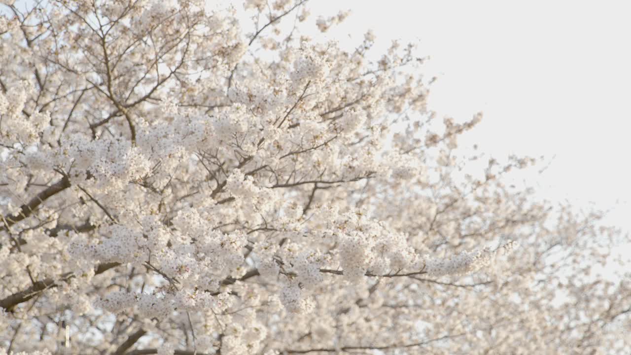 横浜で一番の桜