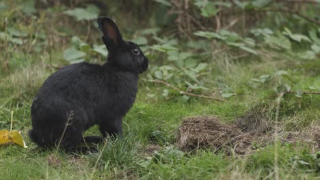 Pan-to-rabbit-who-stands-attent-then-eats-grass