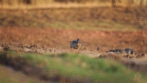 Bean-goose--breeding-in-the-field-Northern-Europe