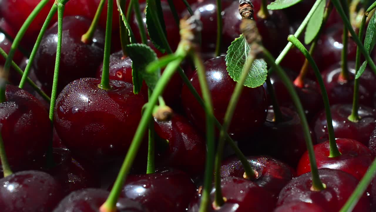 Ceri, direkam bergerak. Rekaman buah.