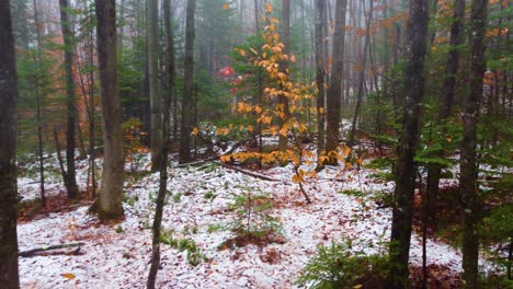 deep snow spruce forest tree walking near mount washington, new hampshire, usa