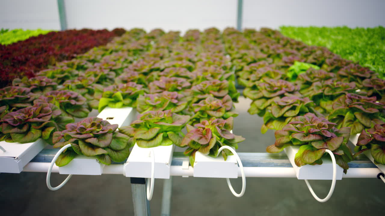 Lettuce grown with the Hydroponic method in a greenhouse