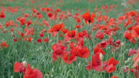 Prado-Con-Muchas-Flores-De-Tulipanes-Rojos-En-Primavera