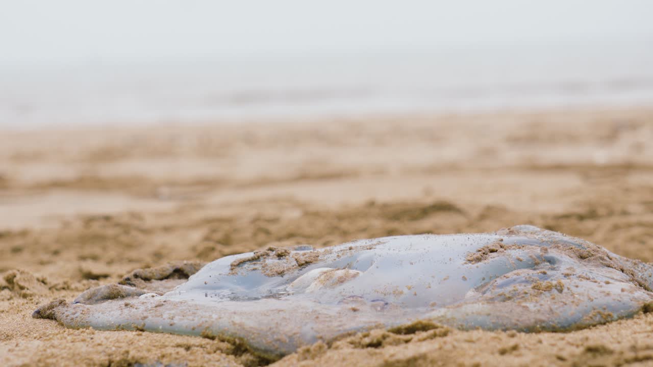 Dead Jellyfish Lying on Beach with Waves in Background