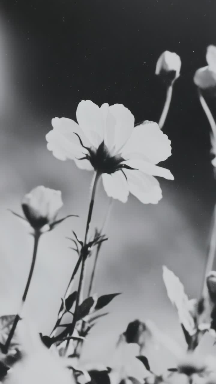 Black and white close-up of blooming flowers, captured from a low angle