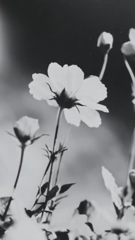 black and white close-up of blooming flowers, captured from a low angle