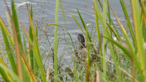 Eine-Stockente-Schwimmt-Bei-Regen-Im-Teich