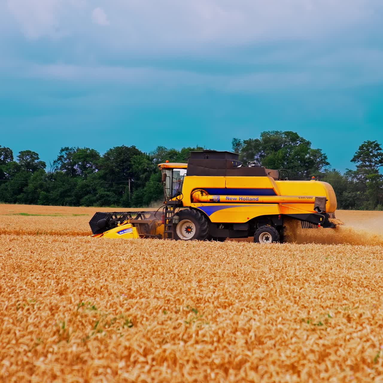 Combine harvesting gold agricultural wheat. Summer golden wheat harvesting in the field