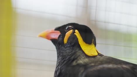 Exotic-Indonesian-Beo-Gracula-Bird-inside-a-cage,-Gracula-venerata