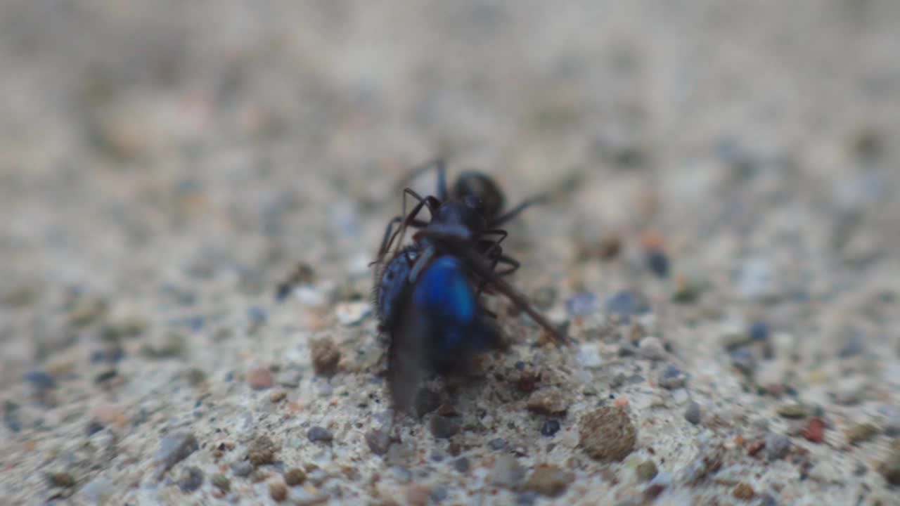 Dead Fly Eaten By The Black Ant On The Ground. -macro shot