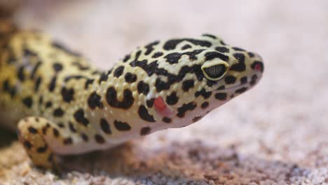 le gecko léopard à taches jaunes et noires