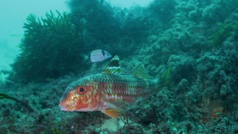 Orangefarbene-Fische-Schwimmen-Im-Tiefen,-Klaren-Meer