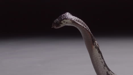 slow motion cobra spitting venom