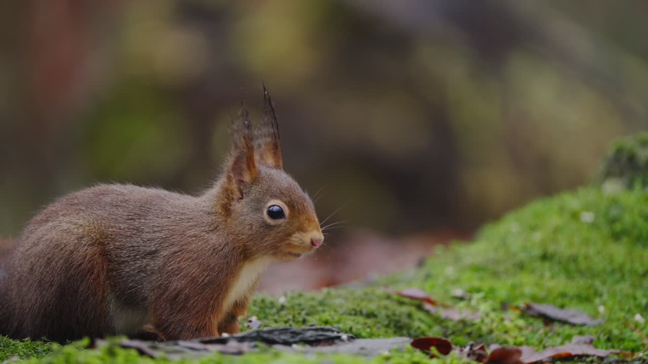 Slow motion closeup sideview of red squirrel sniffing moss, tail lowered, in quiet woodland clearing