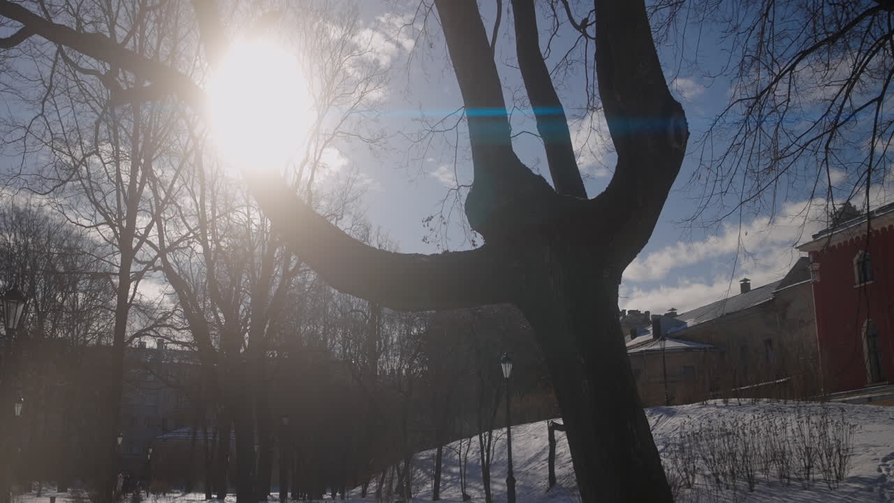 зимняя сцена в парке с уникальным деревом и солнечным светом