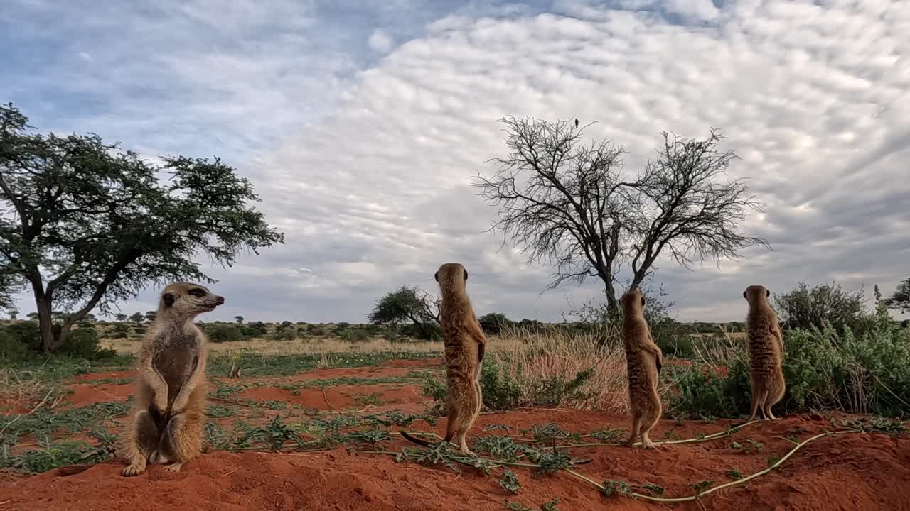 Nahaufnahme von aufrecht und wachsam stehenden Erdmännchen an ihrem Bau in der südlichen Kalahari